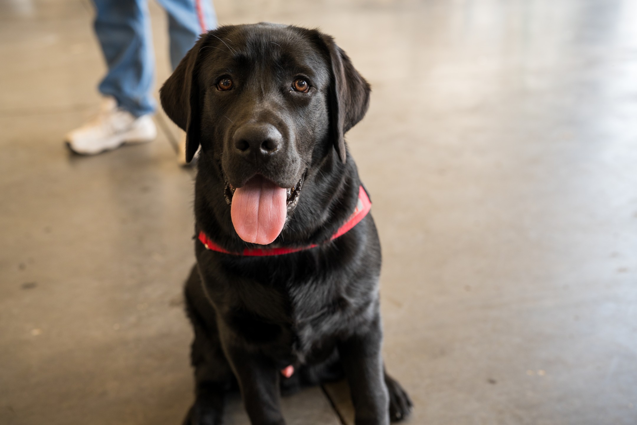 Black Labrador